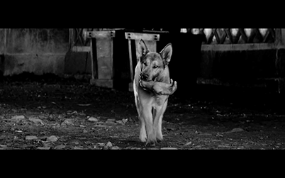 Yojimbo — Sailor et Lula